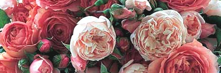 Garden Rose - Juliet (David Austin) - $70.00 : Portland Wholesale
