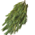 (image for) Pine - 10 lb Bundle