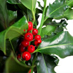 (image for) Green Holly - 10 lb Box