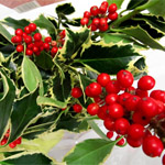 (image for) Variegated Holly - 10 lb Box