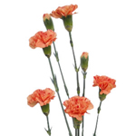 30 - Orange (ORG) : Portland Wholesale Florist, Wholesale wedding and ...