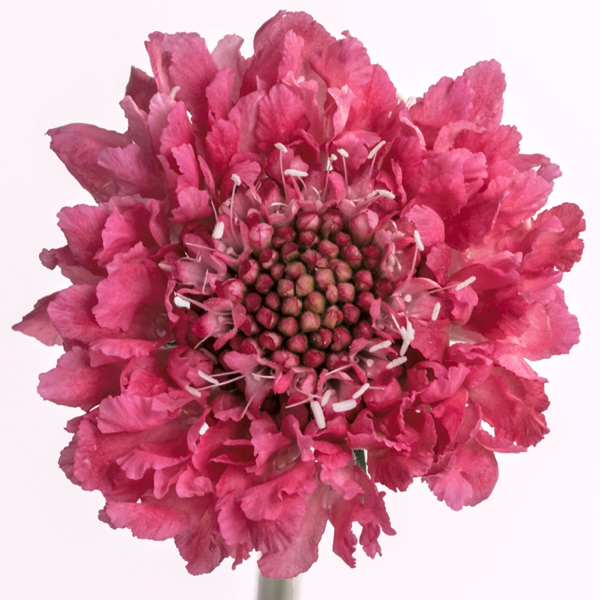 Candy Scoop Scabiosa