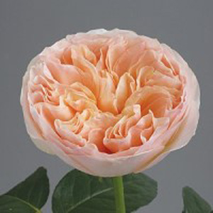 Garden Rose - Juliet (David Austin) - $70.00 : Portland Wholesale