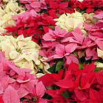 (image for) Poinsettia Assorted 4 inch - Flat of 15