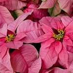 (image for) Poinsettia Pink 4 inch - Flat of 15