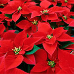 (image for) Poinsettia Red 4 inch - Flat of 15