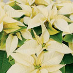 (image for) Poinsettia White 4 inch - Flat of 15